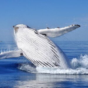 Best Whale Watching Places in Newfoundland